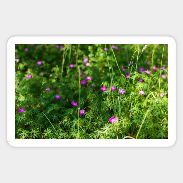 Purple Longstalk Cranesbill flowers Sticker by lena-maximova